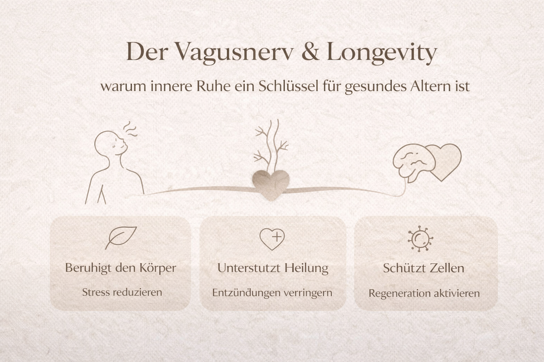 Der Vagusnerv & Longevity – warum innere Ruhe ein Schlüssel für gesundes Altern ist
