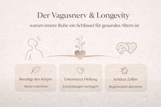 Der Vagusnerv & Longevity – warum innere Ruhe ein Schlüssel für gesundes Altern ist