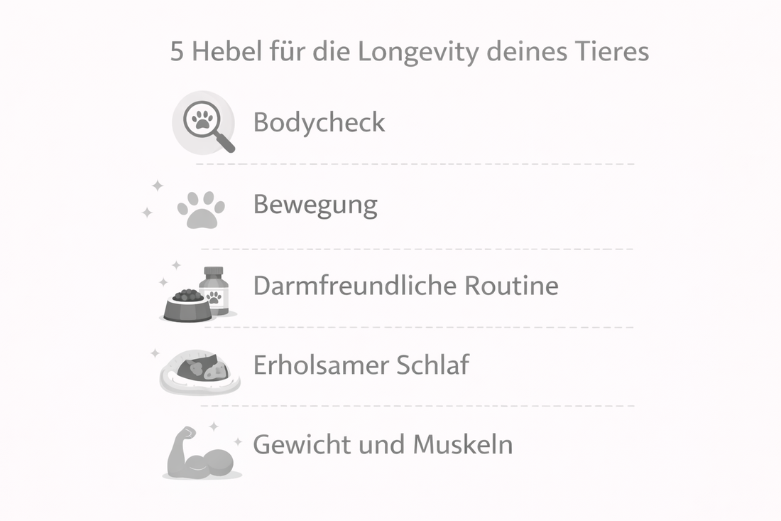Die 5 einfachsten Hebel: Was du ab heute für die Longevity deines Tieres tun kannst