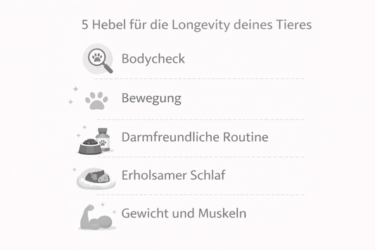 Die 5 einfachsten Hebel: Was du ab heute für die Longevity deines Tieres tun kannst